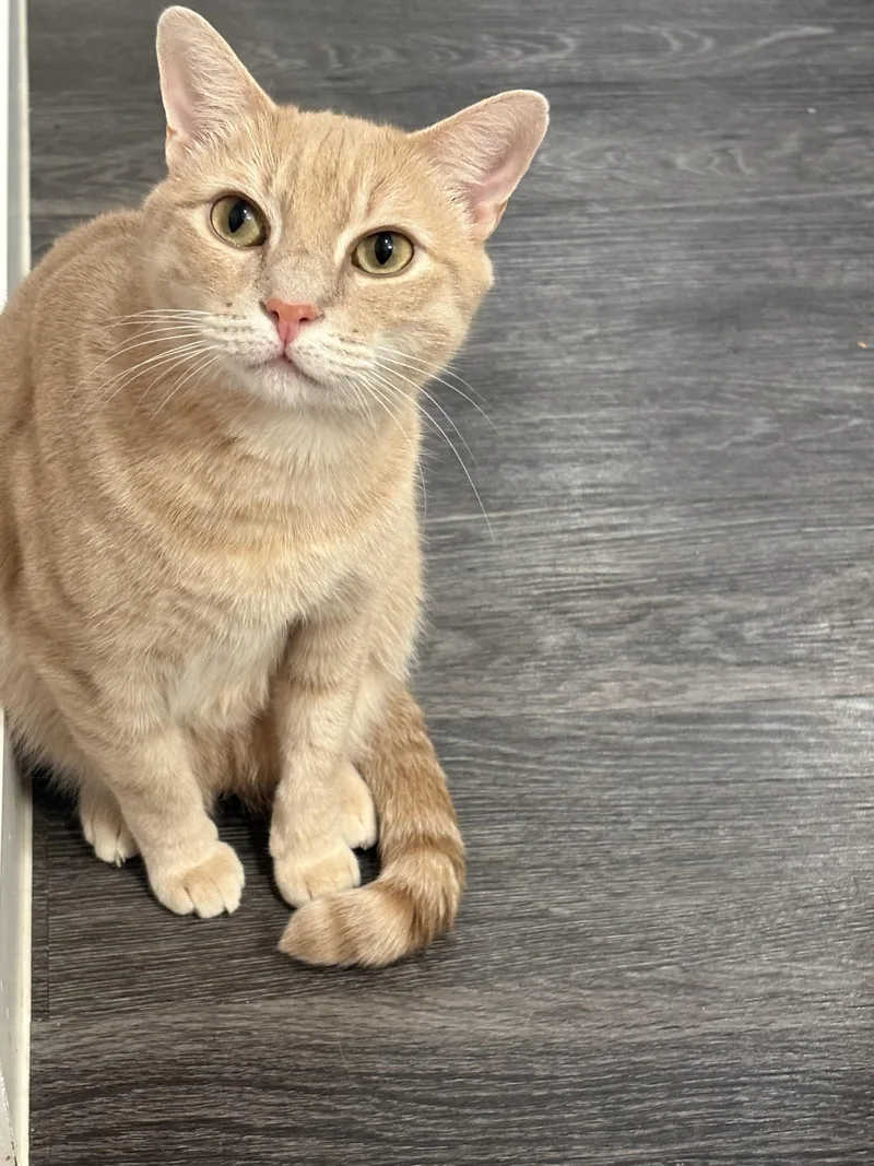 Hercules thumbnail 3