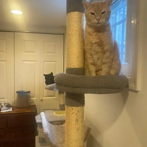 Hercules thumbnail 5