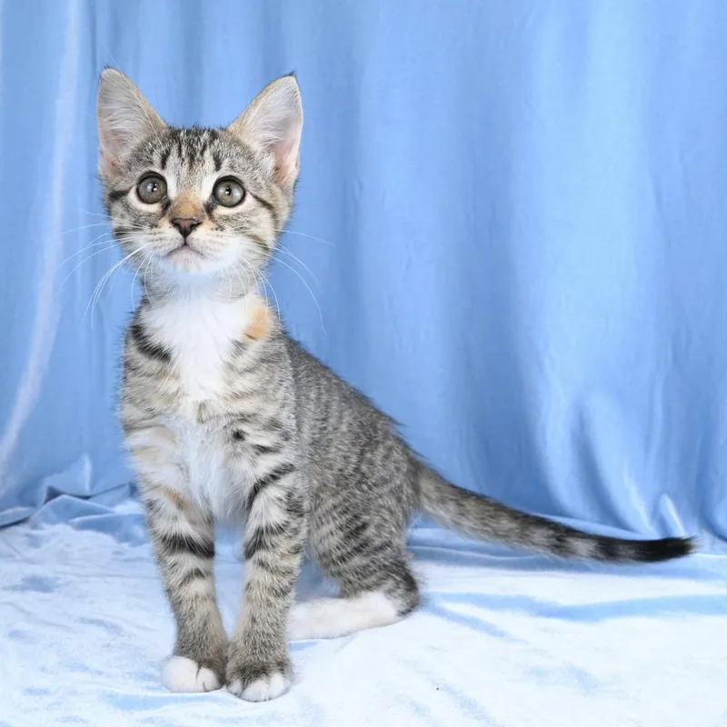 A baby small-sized female Tortoiseshell Domestic Short Hair cat named Mable for adoption in Mobile, AL