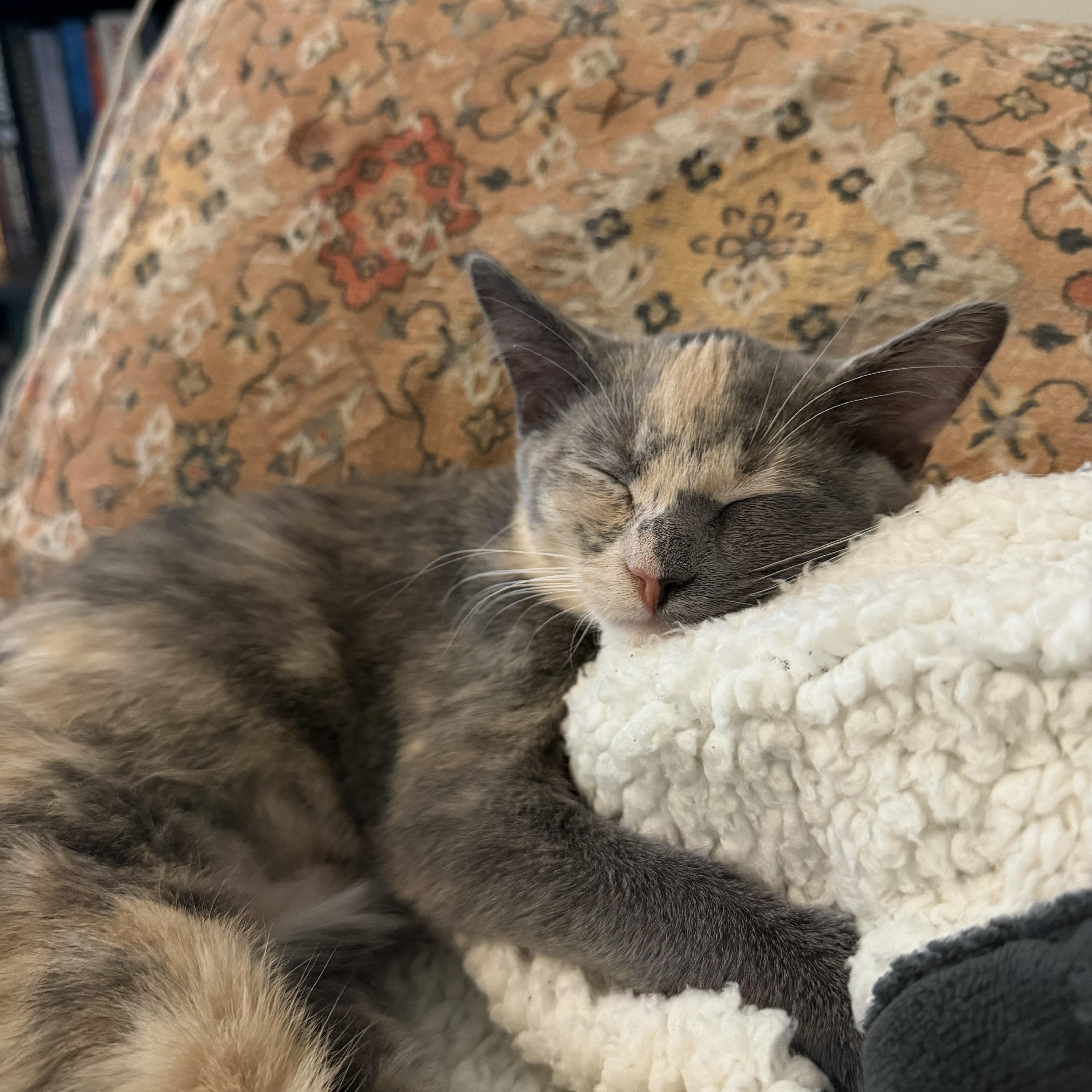 A baby small-sized female Dilute Calico Domestic Short Hair cat named Meowie for adoption in Statesboro, GA