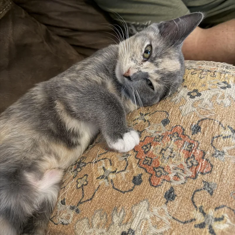 Meowie thumbnail 2