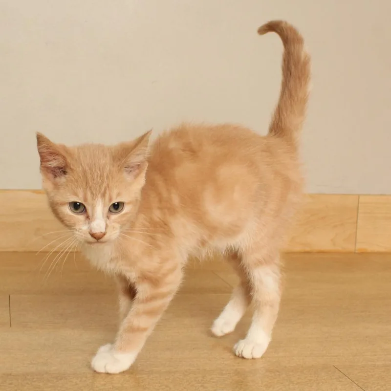 A baby small-sized female Buff / Tan / Fawn Domestic Short Hair cat named Eleven C for adoption in Minnetonka, MN