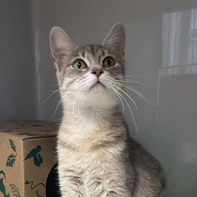 An adult medium-sized female Gray / Blue / Silver Domestic Short Hair cat named Sugar for adoption in Saint Charles, MO