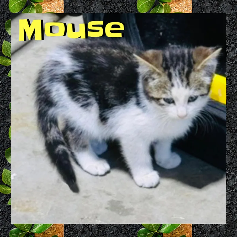 Mouse