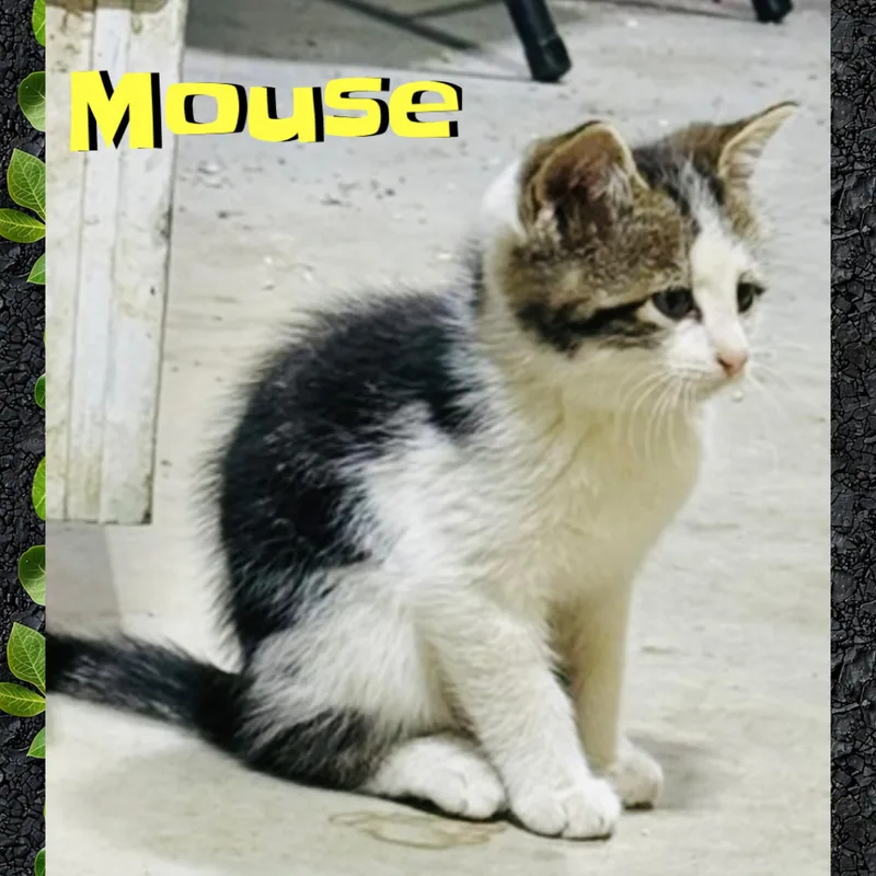 Mouse thumbnail 2