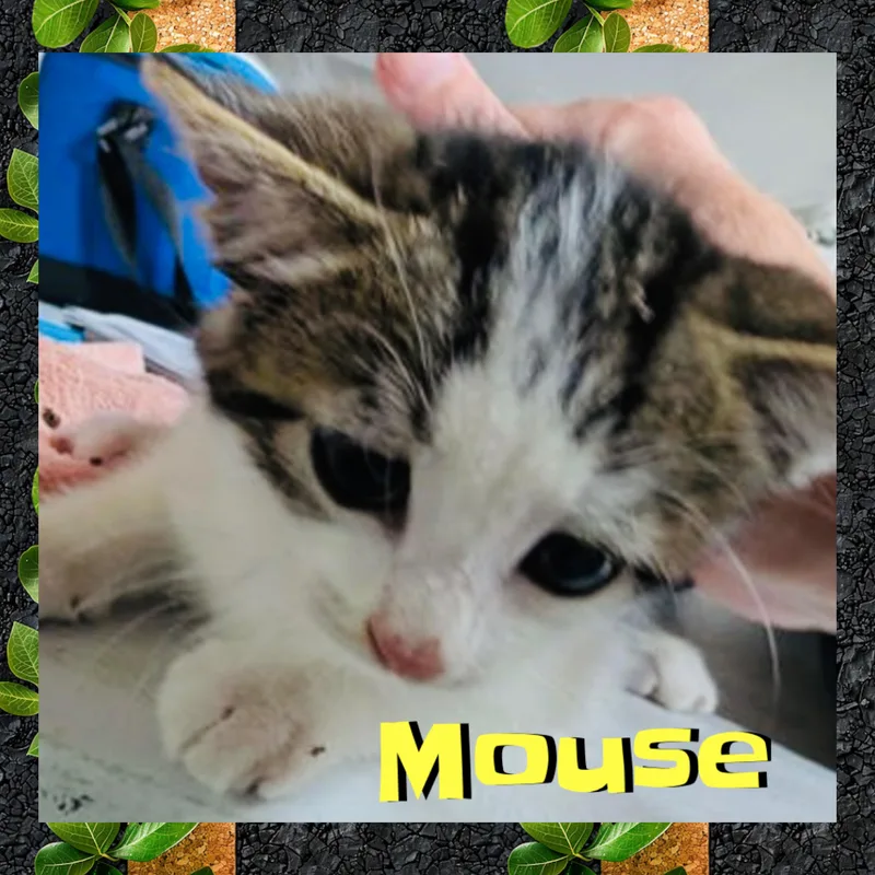 Mouse thumbnail 3