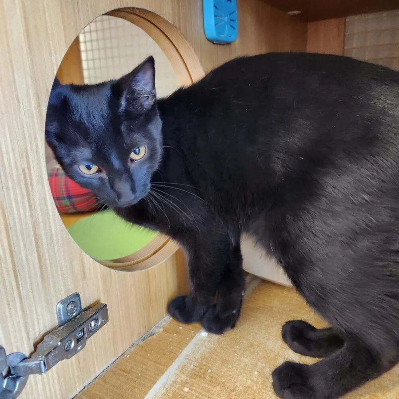 A baby small-sized male Black Domestic Short Hair cat named Gabardine for adoption in Dallas, TX
