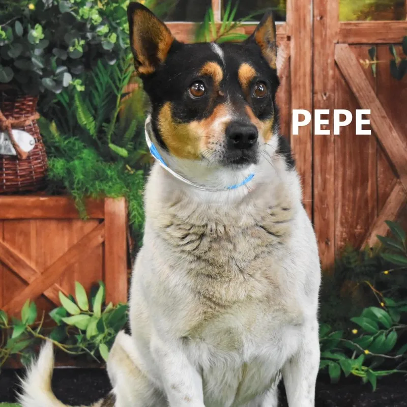 Pepe