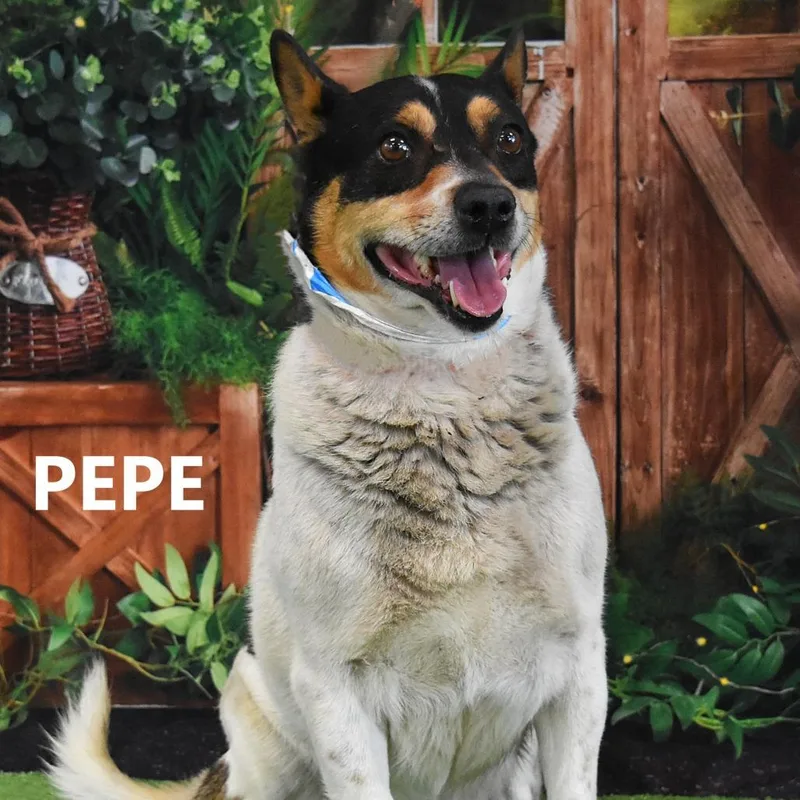 Pepe thumbnail 2