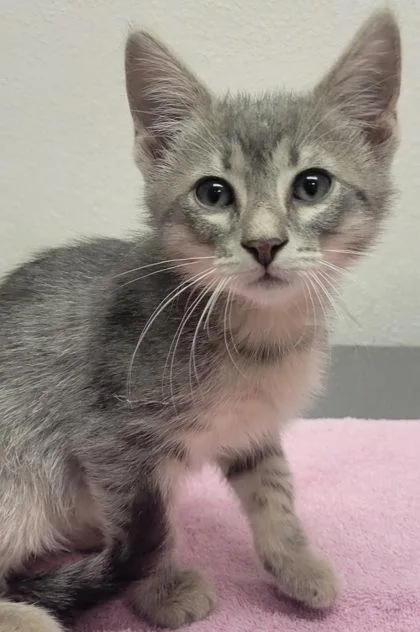 A baby small-sized female Domestic Short Hair cat named Kathleen for adoption in Eugene, OR
