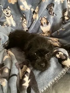 A baby medium-sized female Black Pug dog named Bonnet for adoption in Sedalia, CO