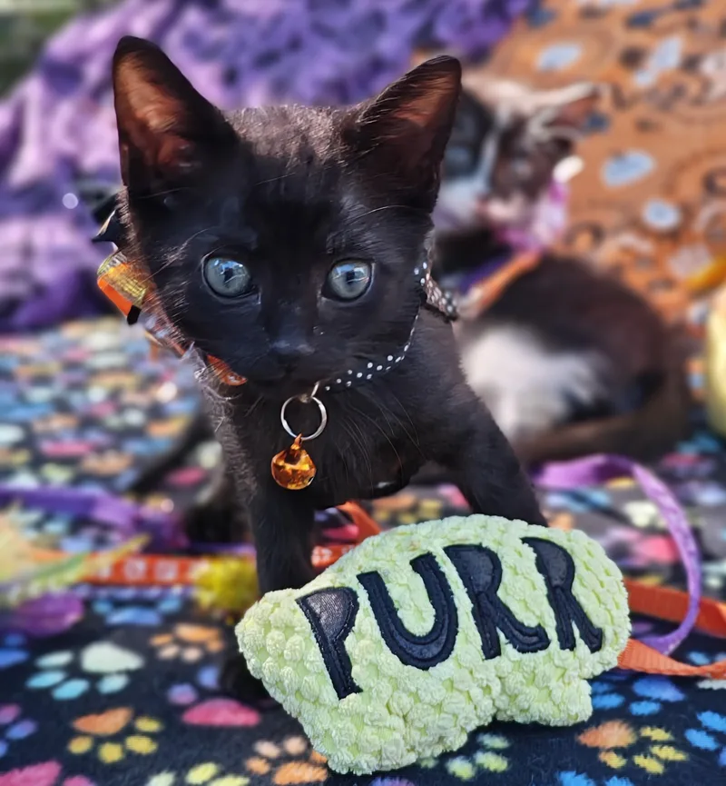 A baby small-sized female Domestic Short Hair cat named Raising Cane's Madame Raven for adoption in Mt Pleasant, SC