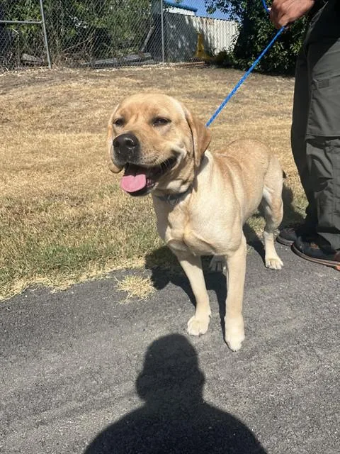 A young medium-sized female Labrador Retriever dog named Zoey for adoption in Killeen, TX