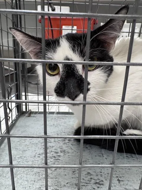 A young medium-sized female Domestic Short Hair cat named Tally for adoption in Las Vegas, NV