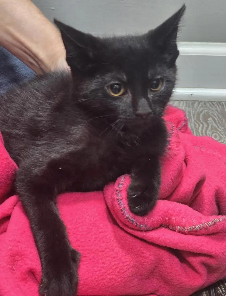 A young medium-sized male Black Domestic Short Hair cat named Bowser for adoption in Dickson, TN