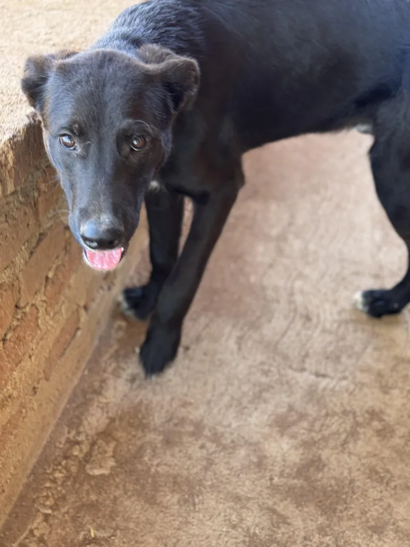 A baby large-sized male Black Shepherd dog named Coffee for adoption in Bakersfield, CA
