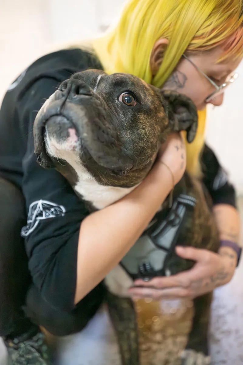 A young large-sized male Brindle Boxer dog named Dino for adoption in Globe, AZ