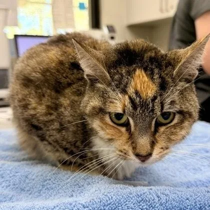 A senior medium-sized female Torbie Domestic Short Hair cat named Penelope for adoption in Athens, GA