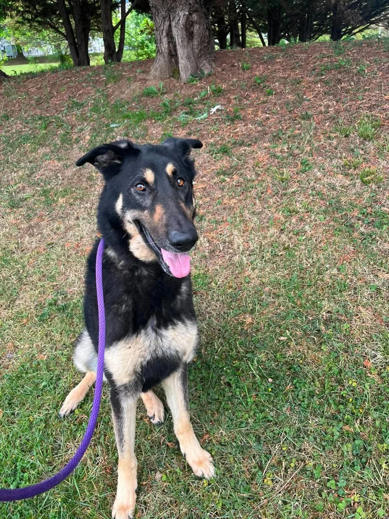 An adult large-sized male German Shepherd Dog dog named Rebel for adoption in Front Royal, VA