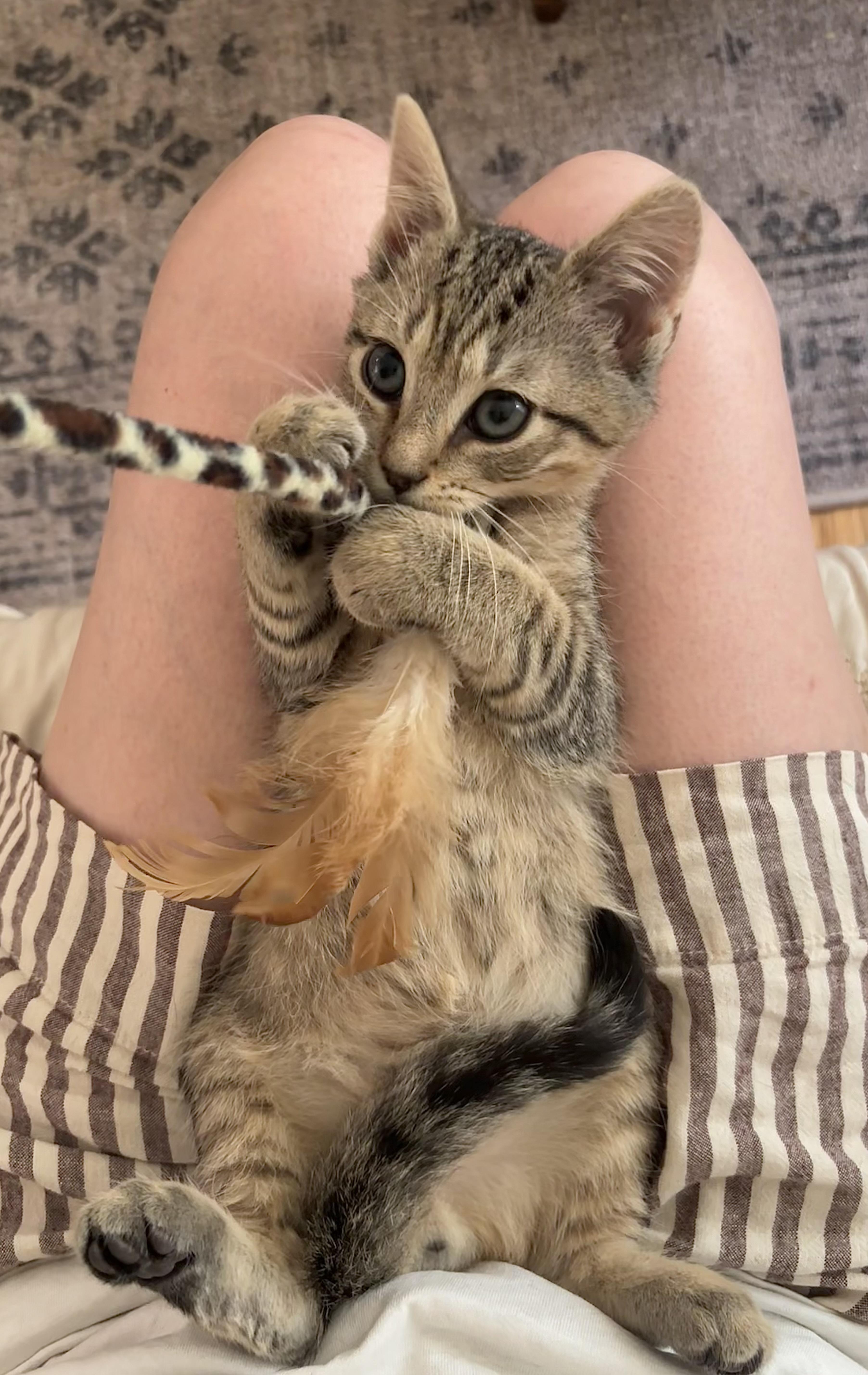 A baby medium-sized male Tabby (Brown / Chocolate) Domestic Short Hair cat named Kirk for adoption in Ridgefield, CT