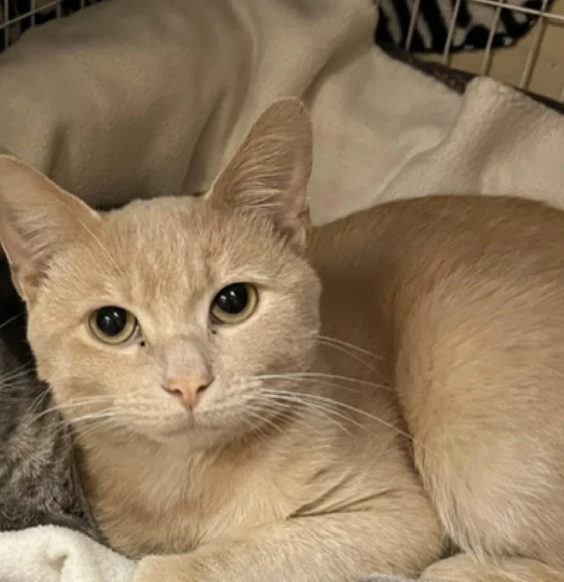 A young medium-sized male Orange / Red Domestic Short Hair cat named Clyde for adoption in Blasdell, NY