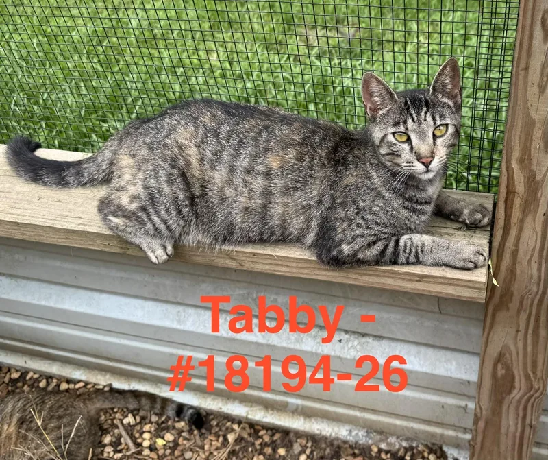 Tabby