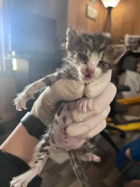 A baby small-sized male Domestic Short Hair cat named Captain Hook for adoption in Fort Walton Beach, FL