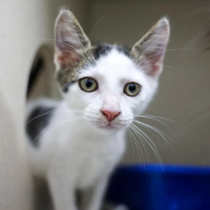 A baby small-sized male White Domestic Short Hair cat named Zipper for adoption in Bradenton, FL