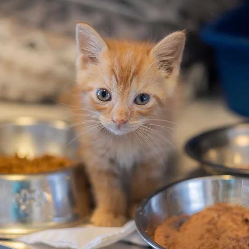 A baby small-sized male Orange / Red Domestic Short Hair cat named Bart bonded to Millhouse for adoption in Newark, DE