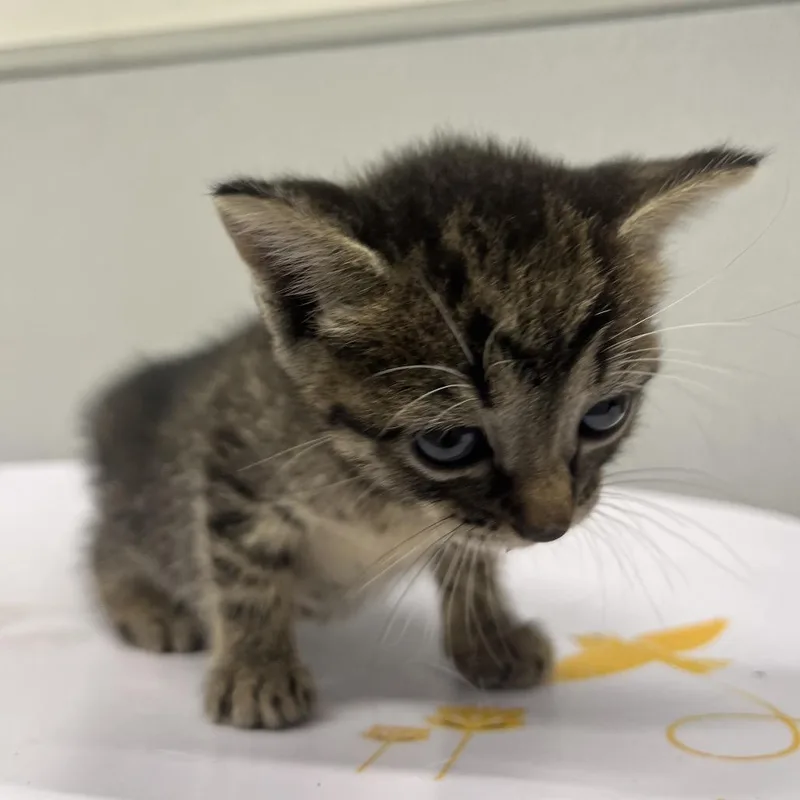 A baby small-sized female Brown / Chocolate Domestic Short Hair cat named Daffodil for adoption in Tampa, FL
