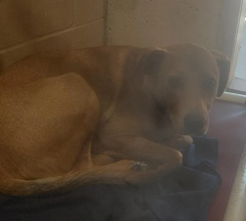 An adult medium-sized male Labrador Retriever dog named Smiles for adoption in Fall River, MA