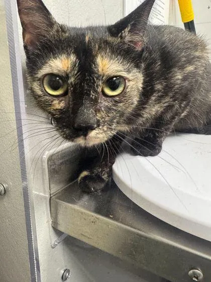 An adult medium-sized female Domestic Short Hair cat named Ellie for adoption in Sevierville, TN