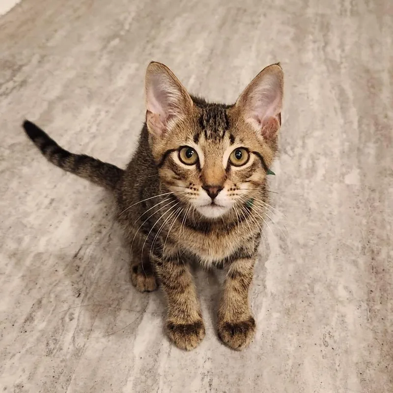 A baby small-sized male Brown / Chocolate Domestic Short Hair cat named Monroe for adoption in Roswell, GA