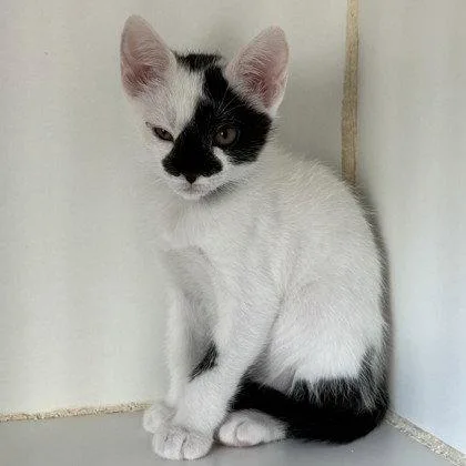 A baby small-sized female White Domestic Short Hair cat named Angel for adoption in Oakland, CA
