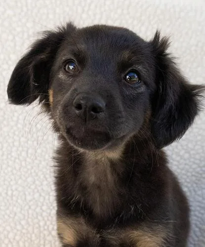 A baby small-sized female Black Terrier dog named Ladybug for adoption in Encinitas, CA