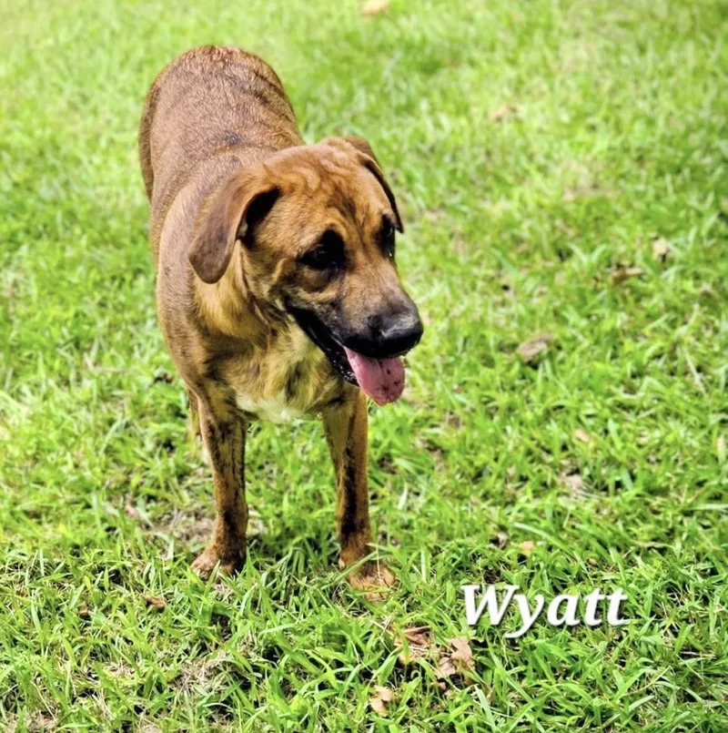 A young medium-sized male Catahoula Leopard Dog dog named Wyatt for adoption in Manchester, CT