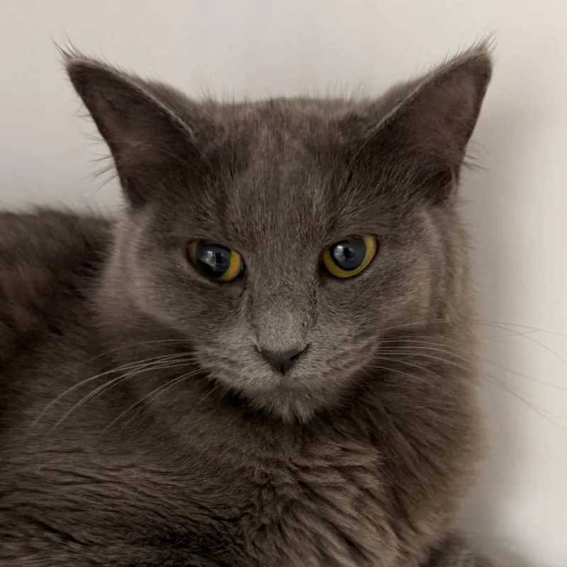 A young medium-sized female Domestic Long Hair cat named Lottie for adoption in Cumming, GA