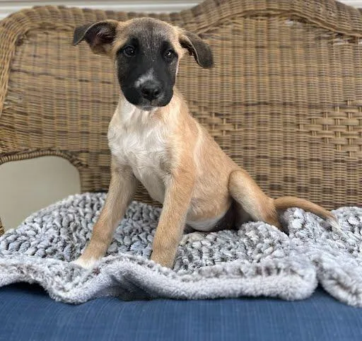 A young large-sized female Tricolor (Brown, Black, & White) German Shepherd Dog dog named Sage for adoption in Marshall, TX