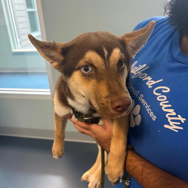 A baby small-sized male Brown / Chocolate Husky dog named Puppy for adoption in Greensboro, NC