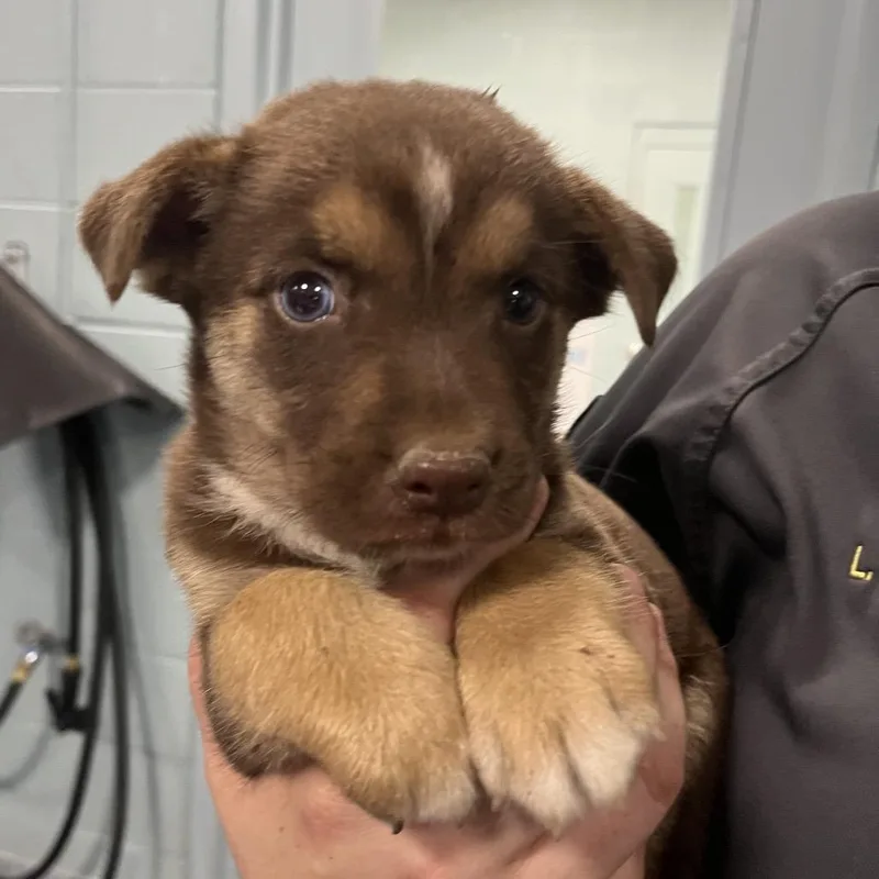 Puppy thumbnail 3