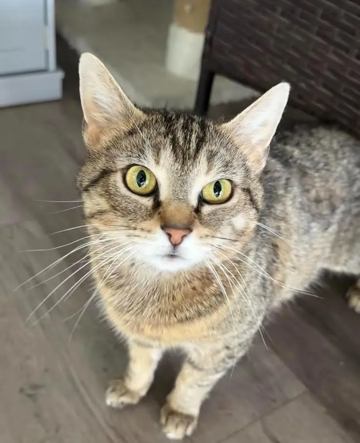 An adult medium-sized female Domestic Short Hair cat named October for adoption in Bloomington, IN