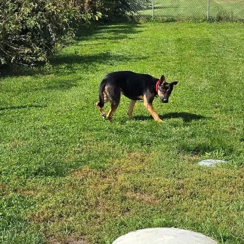 A young large-sized male German Shepherd Dog dog named Max for adoption in Elizabeth, IL