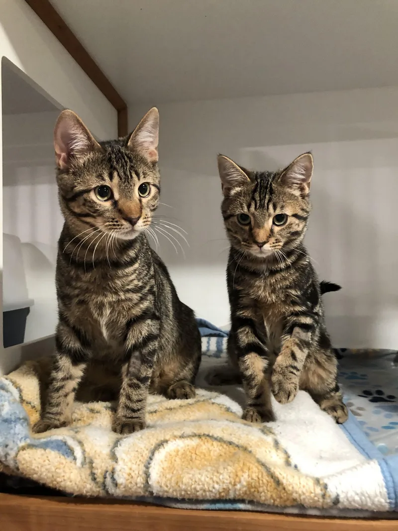 A young medium-sized male Tabby (Tiger Striped) Domestic Short Hair cat named Turner for adoption in Seven Valleys, PA