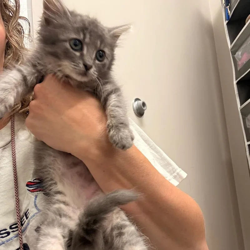 A baby small-sized female Gray / Blue / Silver Domestic Medium Hair cat named Rabbit for adoption in Chattanooga, TN