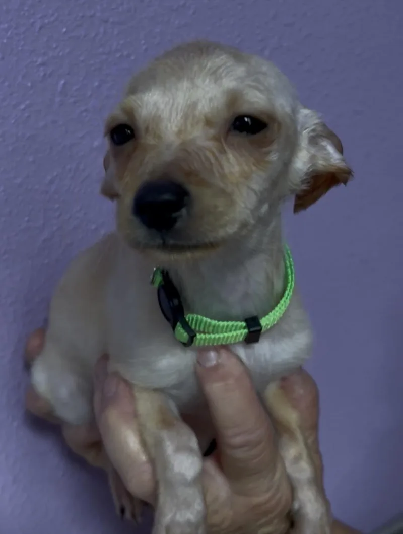 A baby small-sized male Yellow / Tan / Blond / Fawn Chihuahua dog named Hickory for adoption in Woodland, CA