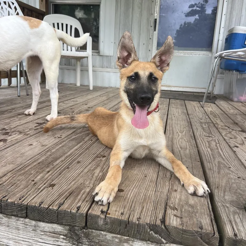 A young medium-sized male Yellow / Tan / Blond / Fawn Catahoula Leopard Dog dog named Oskar for adoption in Spring, TX