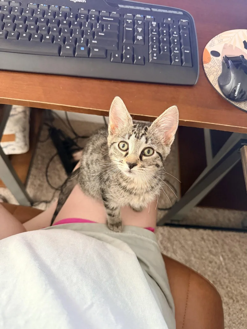 A young medium-sized female Domestic Short Hair cat named Jitters for adoption in Camden, SC