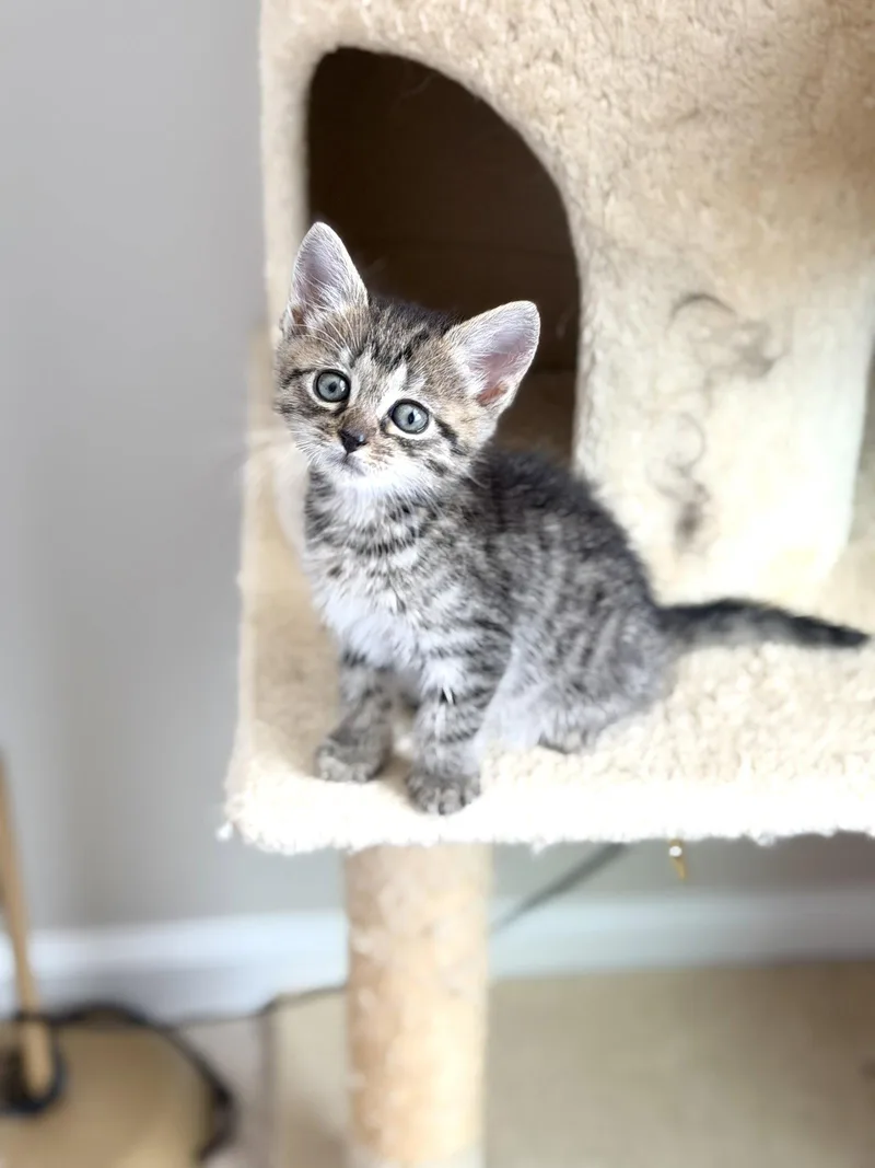 Jitters thumbnail 3
