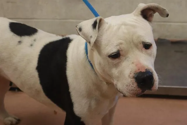 An adult large-sized female Mixed Breed dog named Zeno for adoption in Columbia, SC