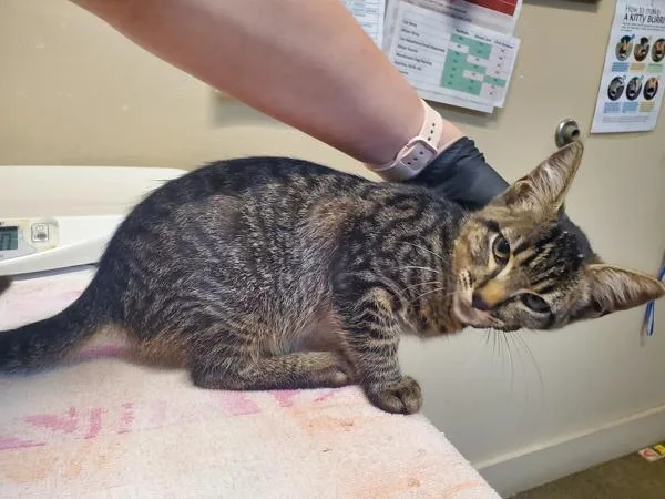 A baby medium-sized male Domestic Short Hair cat named Mr. Incredible for adoption in Oceanside, CA